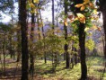 /album/automne/p1010005-jpg1/