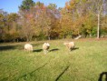 /album/automne/p1010001-jpg/