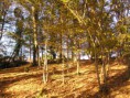 /album/automne/p1010007-jpg1/